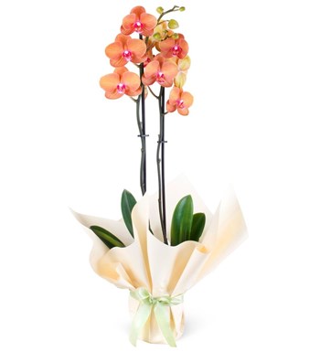 orkide, ateş rengi orkide, renkli orkide, orkide siparişi