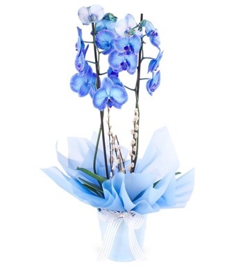 orkide, mavi orkide, kırçıllı mavi orkide, orkıde, 