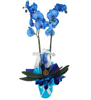 orkide, mavi orkide, kırçıllı mavi orkide, orkıde, 