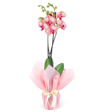 orkide, ateş rengi orkide, renkli orkide, orkide siparişi